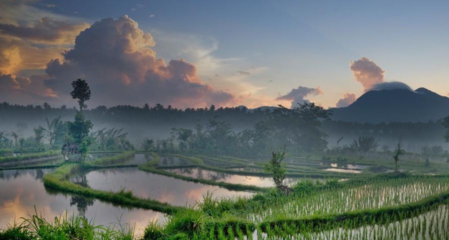 Rice terraces at dawn with Mount Seraya in the distance, Island of Bali, Indonesia