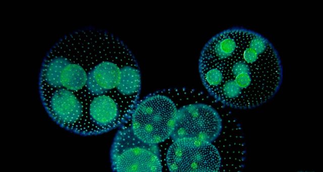 Green Algae