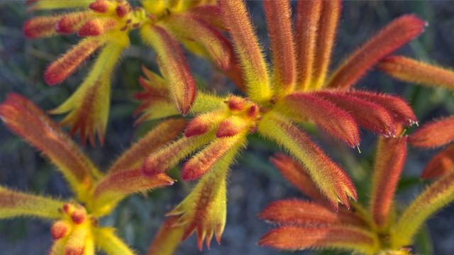 Catspaw (Anigozanthos humilis) flowers, Yilliminning Rock Reserve, Western Australia