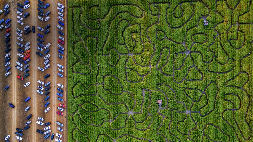 A maize maze in Petaluma, California, USA