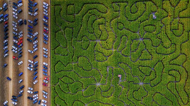 「コーンメイズ」米国カリフォルニア州, ペタルーマ