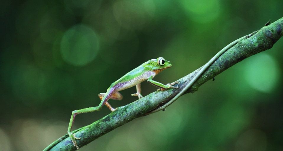 White-lined leaf frog walking on branch at Manu National Park, Cruz de Mayo, Madre de Dios, Peru