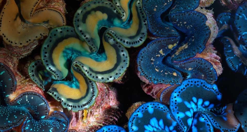 Mantles of giant clams in Kingman Reef, Pacific Ocean