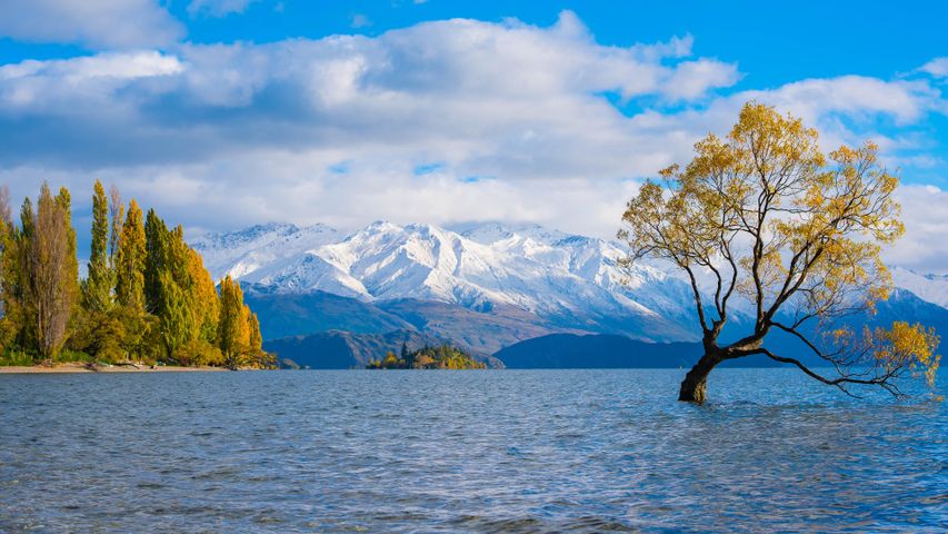 A dangerously famous tree
