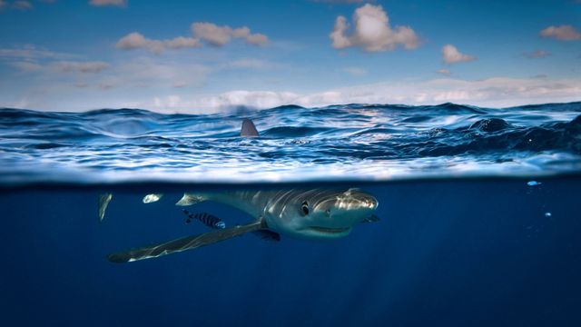 Blue shark near Cork, Ireland