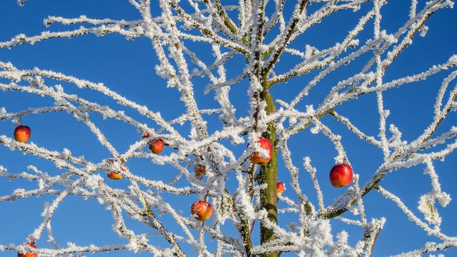On Pie Day, an apple tree in winter