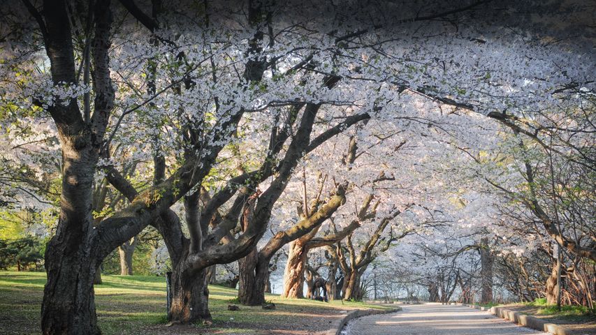 Japanese cherry blossom trees in High Park, Toronto