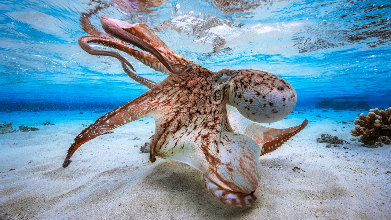 Octopus in defensive posture, Mayotte, Indian Ocean