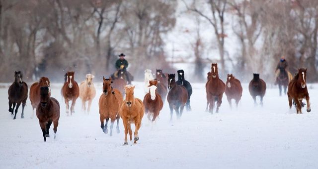 Wranglers driving American Quarter Horses in the winter, Wyoming