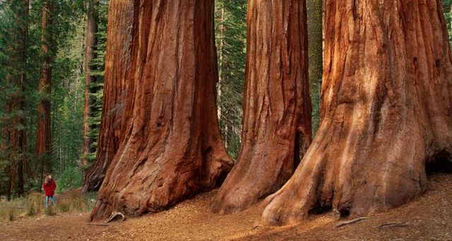 A visitor near giant sequoias in Yosemite National Park, California