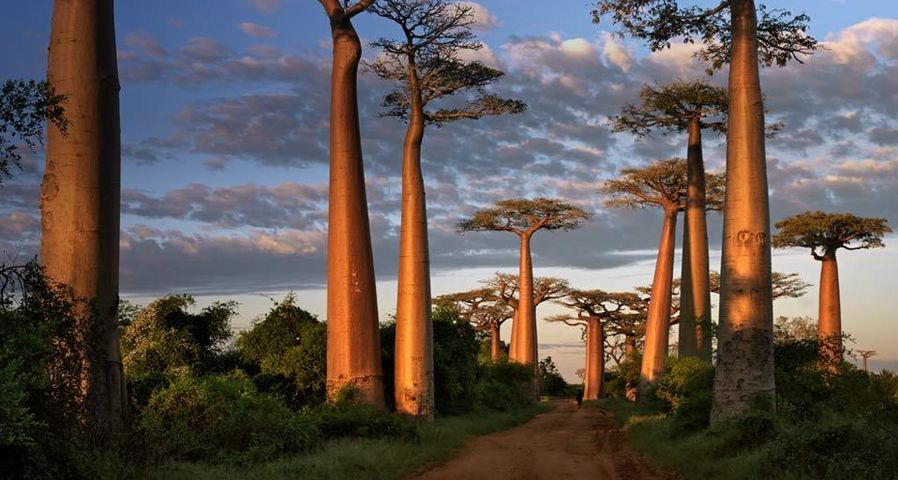 The Avenue of the Baobabs in western Madagascar