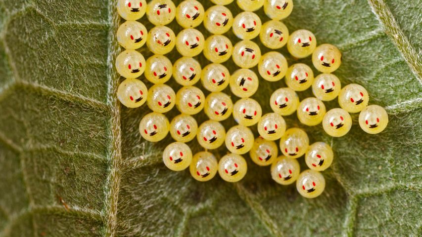 Baumwanzen-Eier auf einem Blatt, Madagaskar 