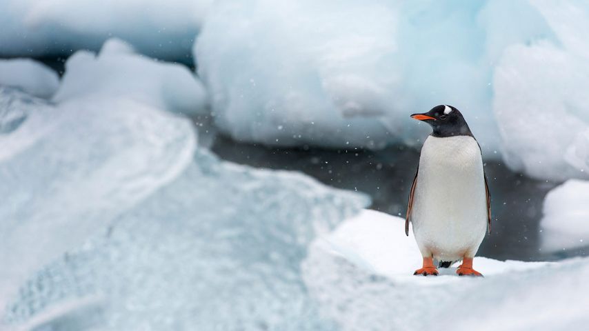 库佛维尔岛的巴布亚企鹅，南极洲 