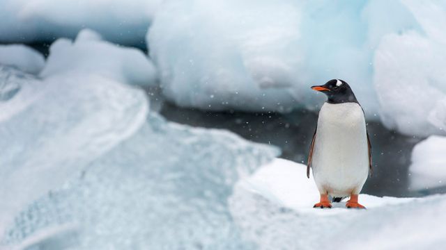 Gentoo penguin on Cuverville Island, Antarctica