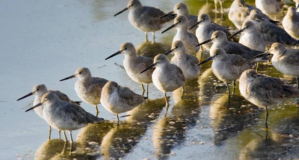 Willets in J. N. “Ding” Darling National Wildlife Refuge on Sanibel Island, Florida