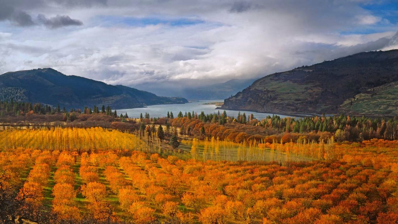 Cherry orchards in the Columbia River Gorge National Scenic Area, Oregon 