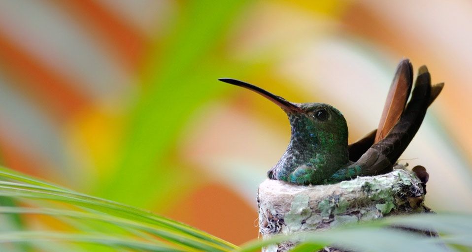 Rufous-tailed Hummingbird