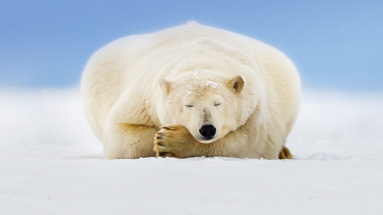 Polar bear on a barrier island in the Beaufort Sea, Arctic National Wildlife Refuge, Alaska