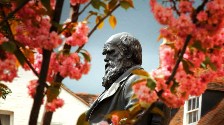 Charles Darwin statue and Spring blossom Shrewsbury, Shropshire