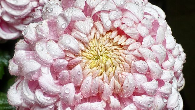 菊の花