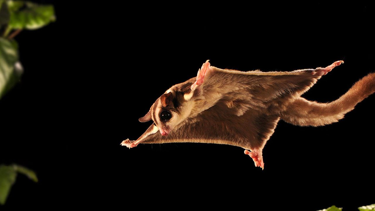 Sugar glider 