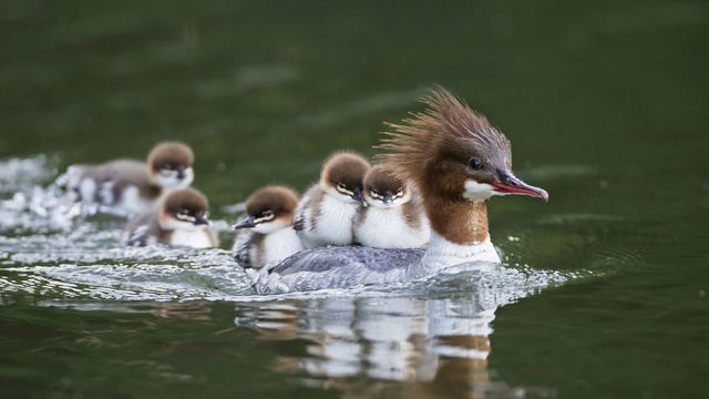 Gänsesäger mit Küken, Bayern, Deutschland