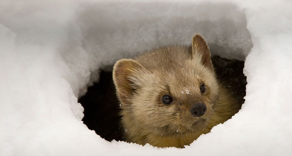 Pine Marten peeking from an ice hole