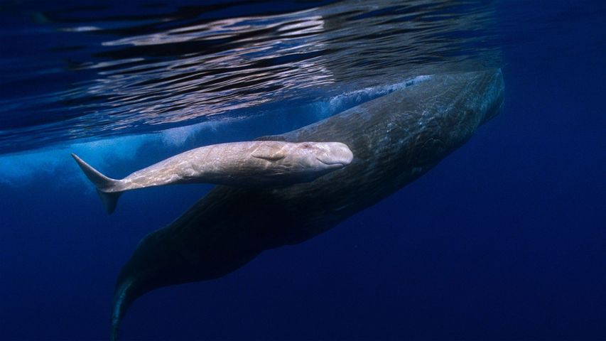 在葡萄牙海岸游泳的抹香鲸妈妈和患白化病的抹香鲸宝宝