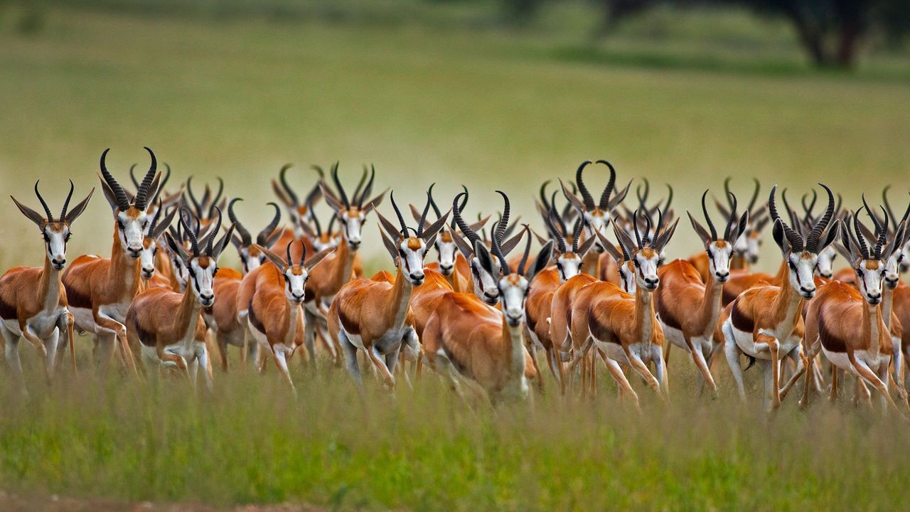 A herd of male springboks in the Kalahari region of South Africa