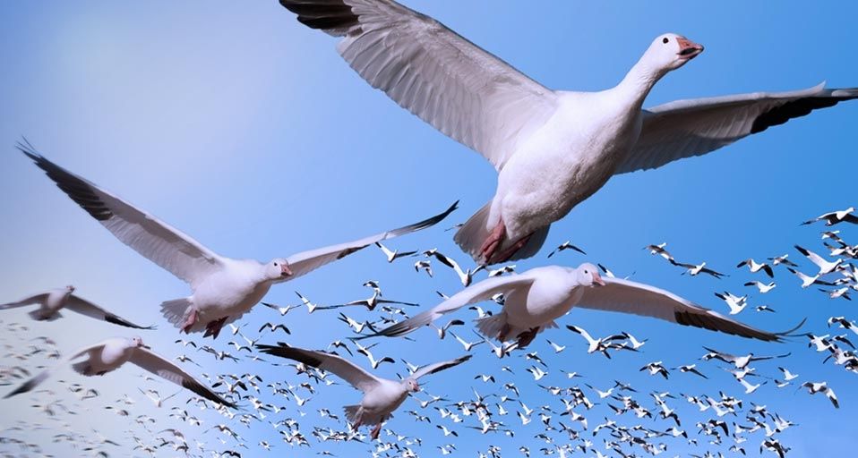 Migrating snow geese in flight near Bosque del Apache National Wildlife Refuge, New Mexico