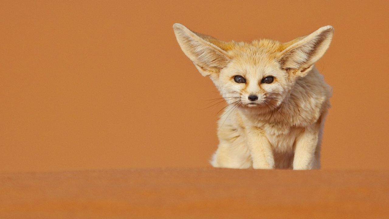 シュタイフ☆Desert Fox Xorry☆砂漠キツネのゾリー/フェネック/狐