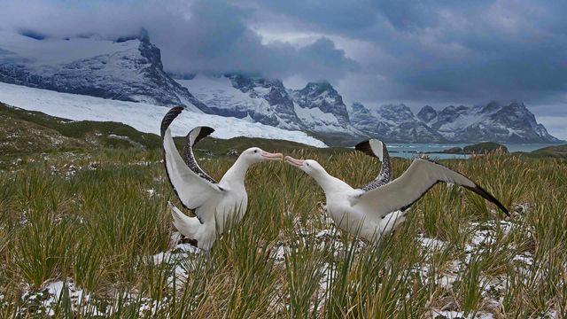 Wanderalbatros-Paar, Südgeorgien