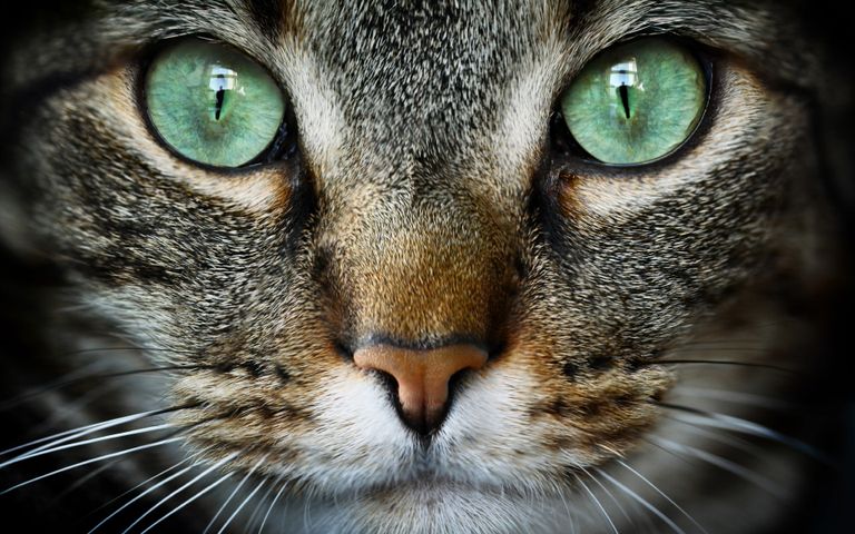 Cat Expressions Windows 10 Theme