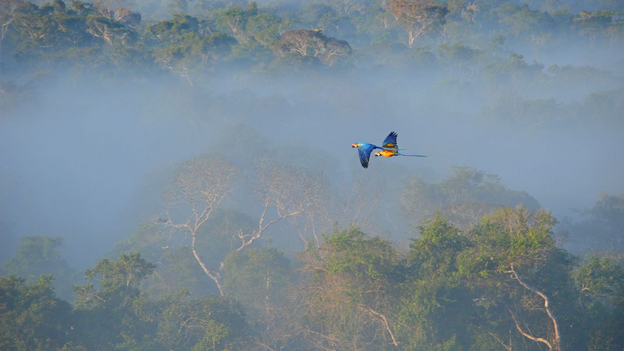 Blue-and-yellow macaws flying over the Amazon, Brazil 
