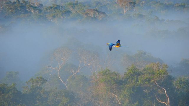 Blue-and-yellow macaws flying over the Amazon, Brazil 