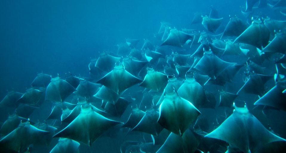 Eine Schule Mantarochen in den planktonreichen Gewässern vor der Küste von Santa Catalina, Panama