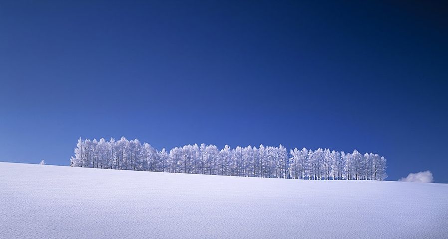 ｢雪のカラマツ林｣北海道, 美瑛町
