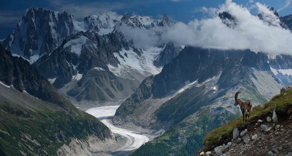 Einsamer Steinbock an einem Sommertag mit dem Mer de Glace und den Grandes Jorasses-Gipfeln im Hintergrund – Rafael Rojas Fotografie / Getty ©