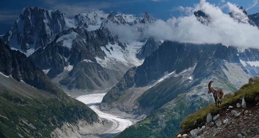 Lonely ibex with the Mer de Glace glacier and Grandes Jorasses peaks in the background in a midsummer day, France