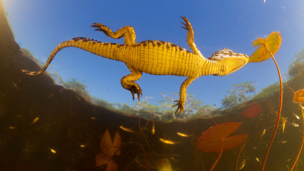 Jacaré (Caiman yacare) bebê visto de baixo
