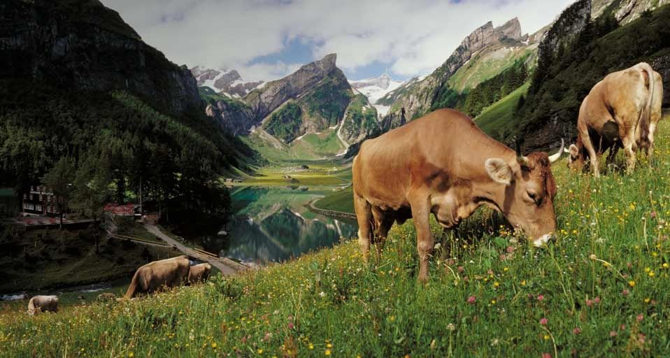 Cows grazing at lake Seealpsee, Switzerland - Sonderegger Christof/Agefotostock ©