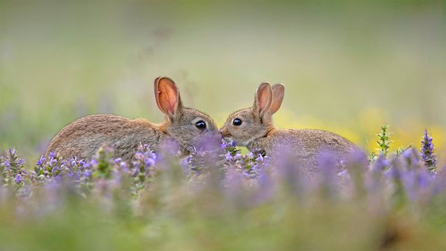 European rabbit kit greeting its parent, France