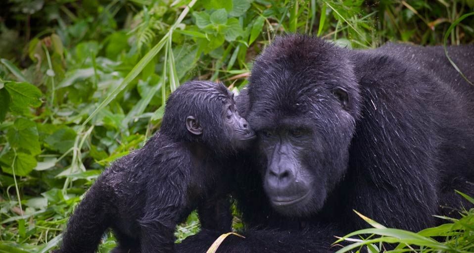 A baby Gorilla snuggles with its father, the silverback troop leader in Bwindi Impenetrable National Park, Uganda