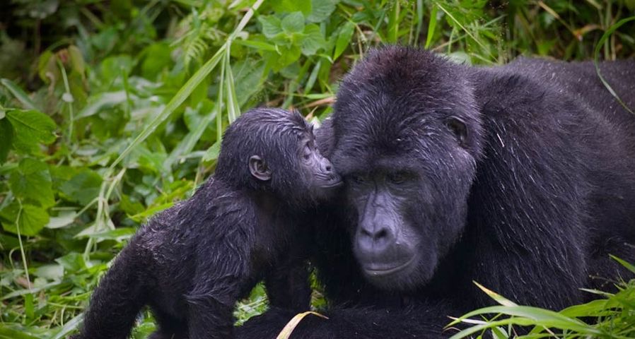 A baby Gorilla snuggles with it’s father, the silverback troop leader in Bwindi Impenetrable National Park, Uganda