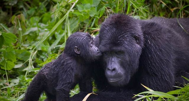 A baby Gorilla snuggles with its father, the silverback troop leader in Bwindi Impenetrable National Park, Uganda