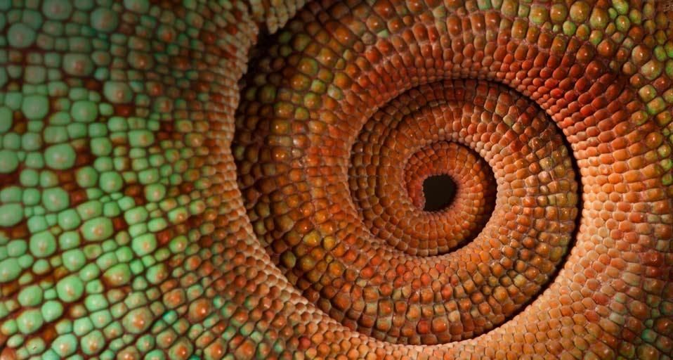 Panther chameleon tail, Madagascar