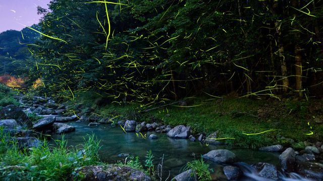 「ホタルの乱舞」静岡, 松崎町