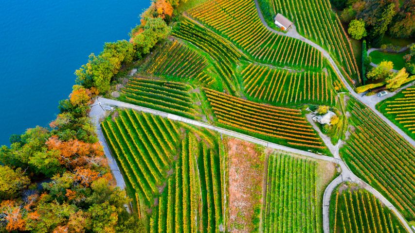 A luscious lakeshore
