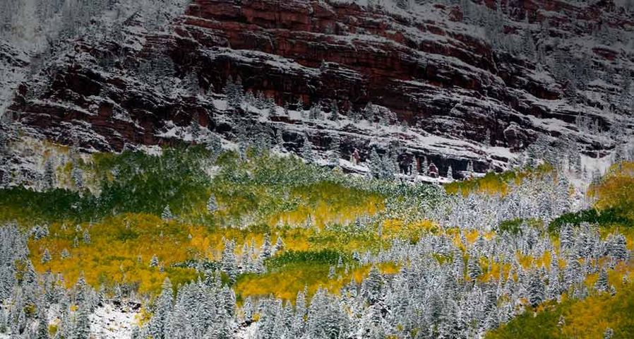 Peupliers trembles enneigés devant les falaises rouges de Redstone, Colorado, États-Unis