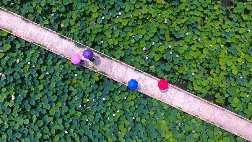 【今日小暑】游客在枣庄市台儿庄区运河湿地公园观赏莲花，中国山东省 